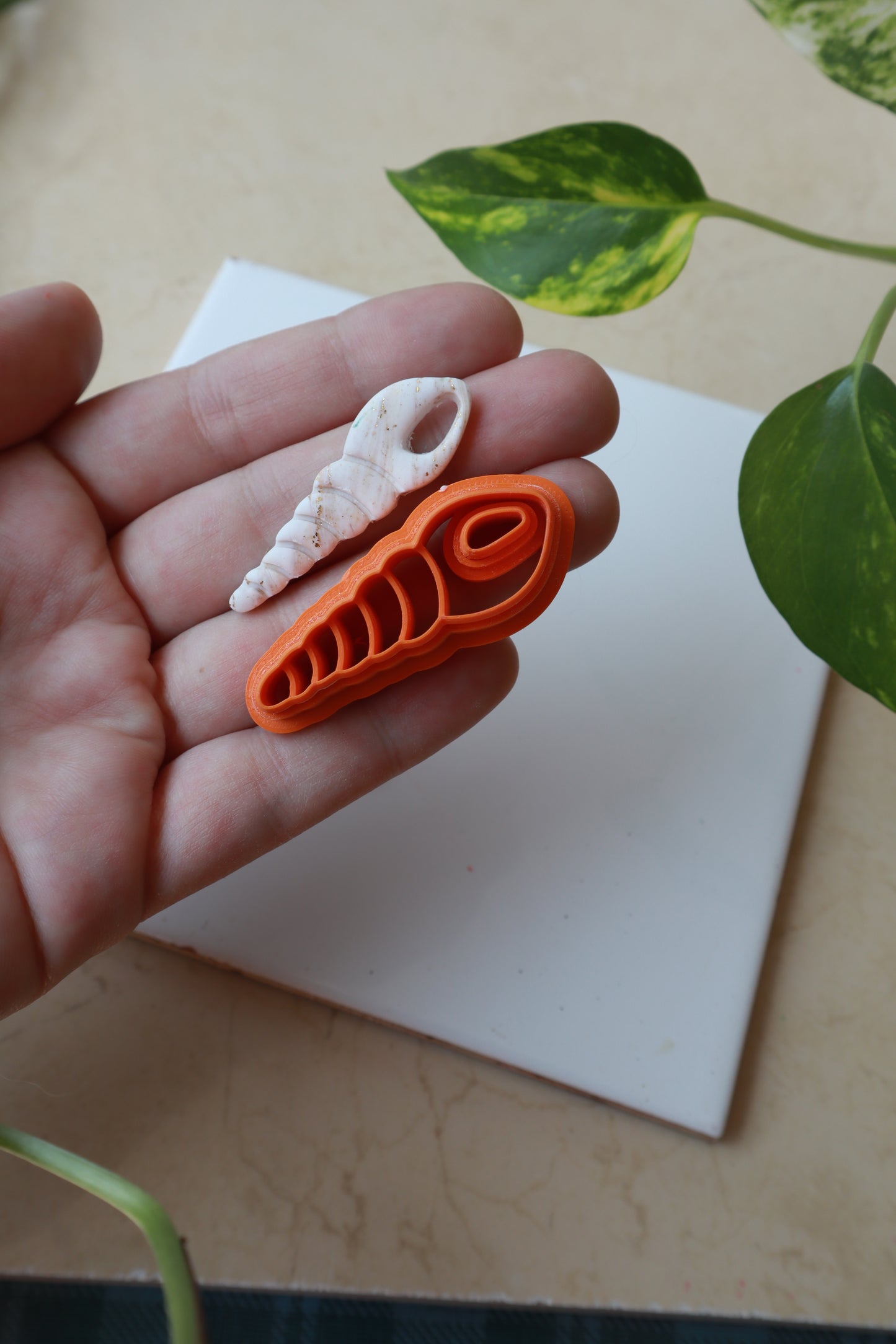 Izduljena Tritonova truba - modlica za glinu