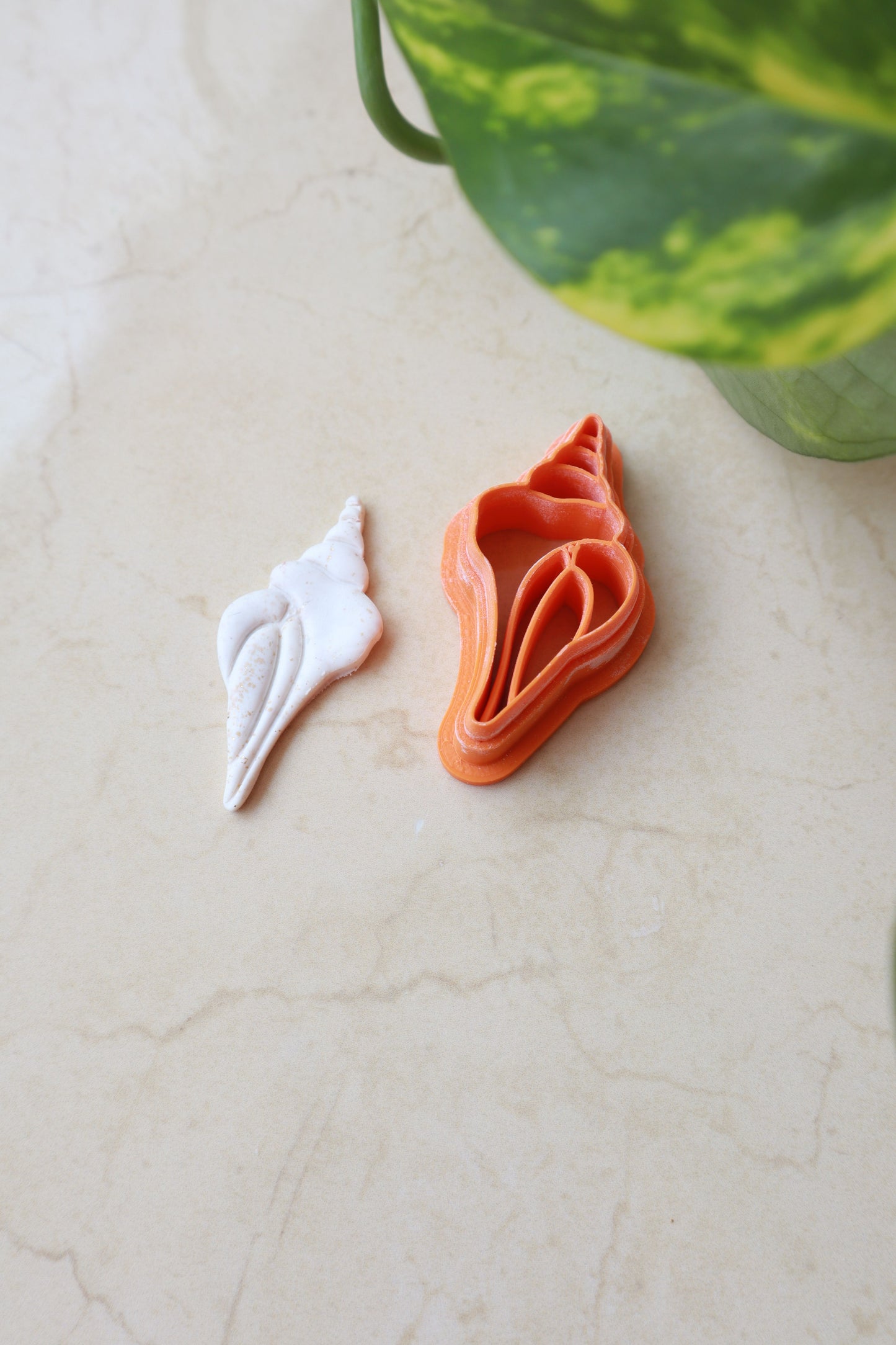 Tritonova truba - modlica za glinu